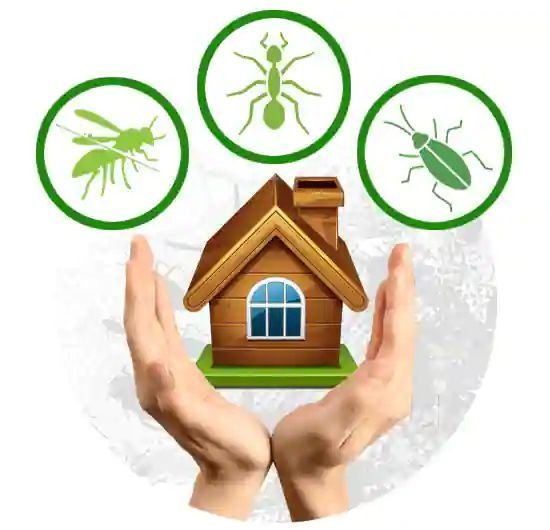 Pest Control Services in HiTech City